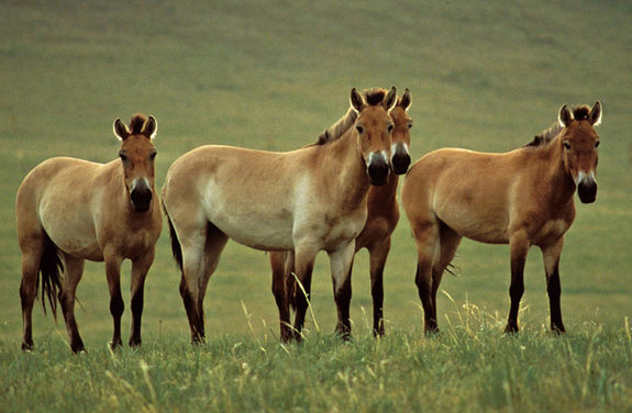 Przewalski Horses - The Worlds Last Truly Wild Horse Is Making A Comeback